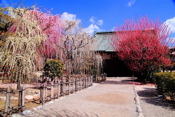 境内に華麗なしだれ梅が咲き誇る