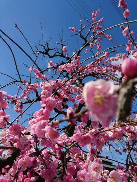 青空がピンク色の梅の花のコントラストが美しい
