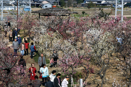 梅見客で賑わう「安八百梅園」