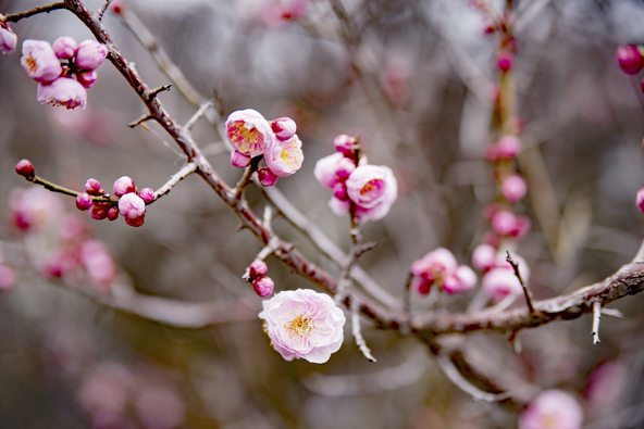 ピンク色に色づく梅の花（画像提供：field_dream/PIXTA）