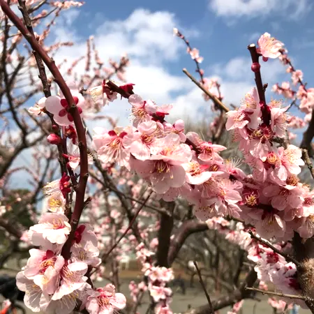 過去の開花期の様子
