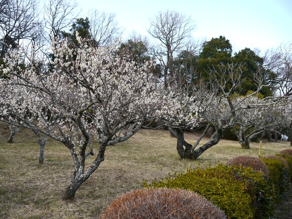 「辻村植物公園」見頃の時期の園内（画像提供：旅ニケーション / PIXTA）