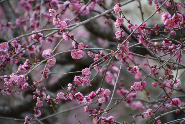 近くで観察できるよう工夫されています（画像提供：マリ / PIXTA）