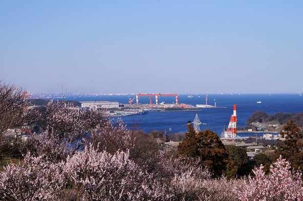 咲き誇る梅の向こうに空と海が広がります（画像提供：konatu / PIXTA）※画像は過去の様子です