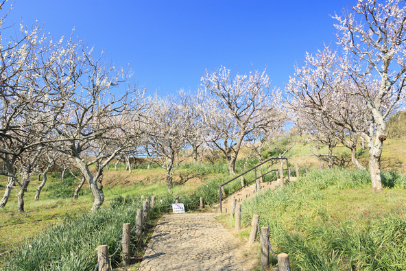 田浦梅の里（画像提供：Tony / PIXTA）