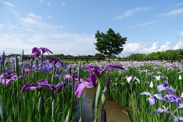 初夏には「鳥見山公園」で色とりどりの「あやめ」が咲き誇り、来園者の目を楽しませます
