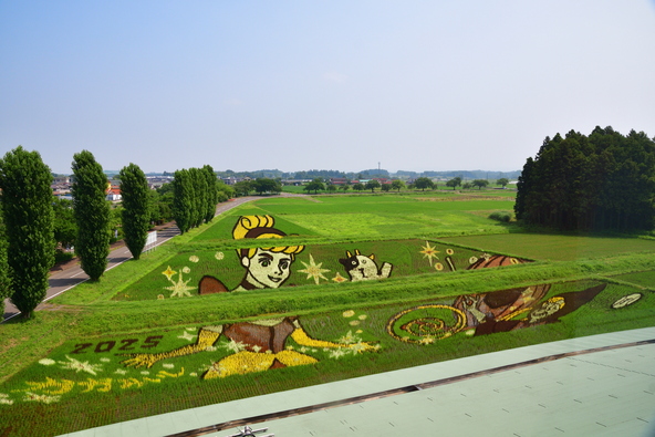 毎年異なるテーマで描かれる「田んぼアート」。色の異なる稲を絵の具がわりに、田んぼを一枚のキャンバスに見立てて絵を描きます