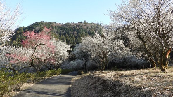 梅の花が咲き乱れる「するさし梅林」