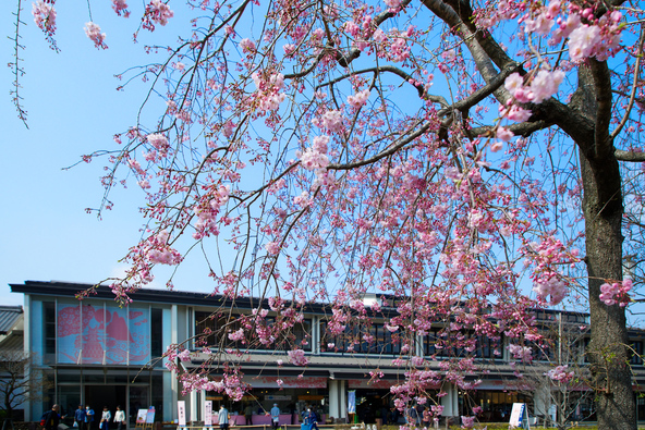 「鈴廣かまぼこの里」に咲く梅の花（画像提供：ジャバ / PIXTA）※過去の様子です