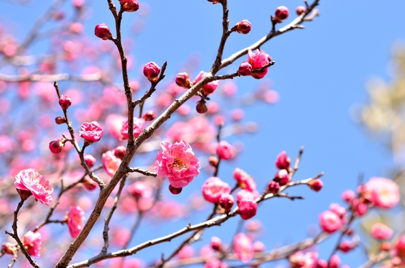 八重寒紅梅（画像提供：きらら / PIXTA）※画像はイメージです