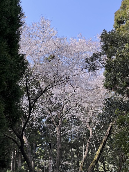 こちらの写真は伝説の巨木ではありません。