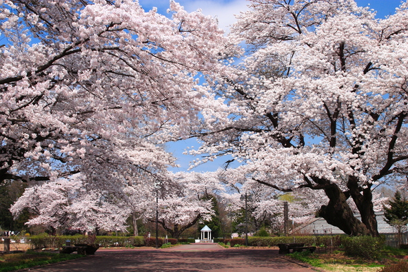 国内初の西欧式牧場として知られる「岩瀬牧場」。唱歌『牧場の朝』のモデル地でもあり、動物とのふれあいや季節の花々が楽しめます
