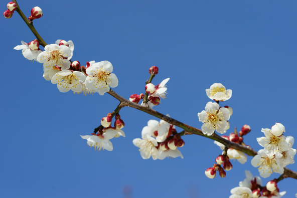 「曽我梅林」に咲く「十郎」の花（画像提供：unkei / PIXTA）