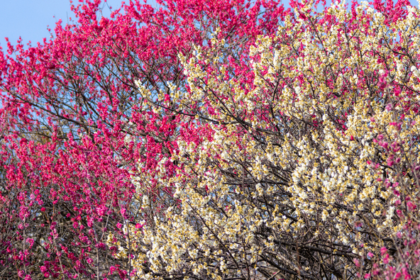 紅白の多彩な梅が咲き誇ります（画像提供：toshi007 / PIXTA）