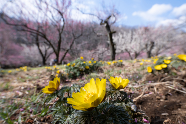 福寿草と梅の花（画像提供：GooDay / PIXTA）