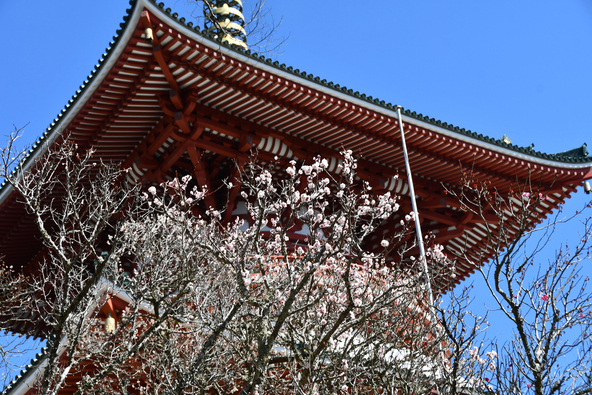 「成田山新勝寺」のお参りや、参道のまち歩きとあわせて楽しめるスポット（画像提供：成田市観光協会）
