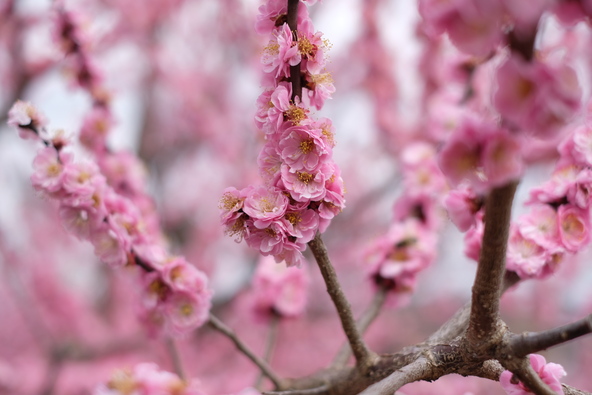 「いばらきフラワーパーク」園内の紅梅（満開時の様子）