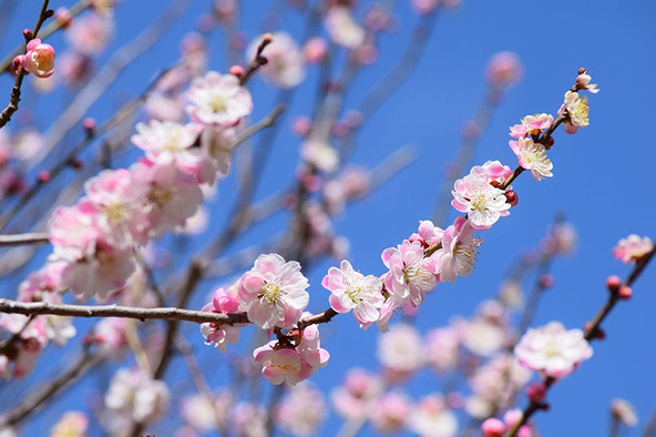 25品種の梅が順次見頃を迎えます（過去の開花時の様子）