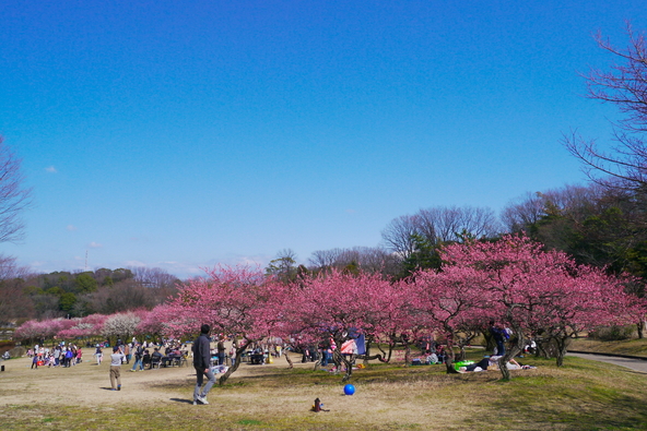 色とりどりの梅に囲まれながら、ひと足早い春を感じてみては？（過去開催時の様子・画像提供：天空のジュピター / PIXTA）