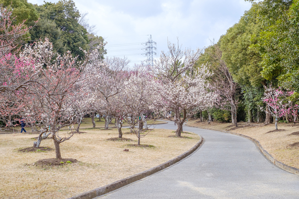 東三河最大級の梅林園（画像提供： haratake / PIXTA）