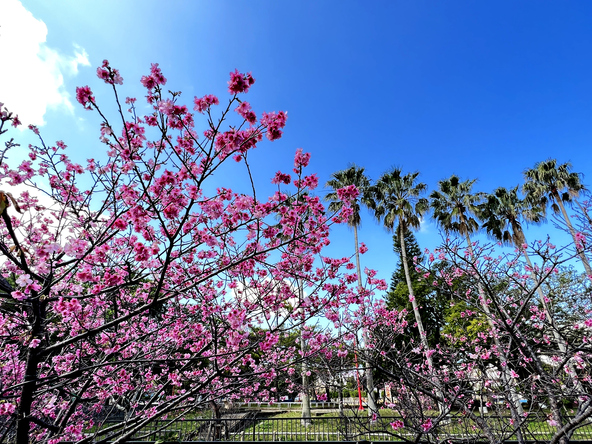 沖縄ならではのリゾート感あふれる桜の景色（画像提供：okinawaphoto / PIXTA）