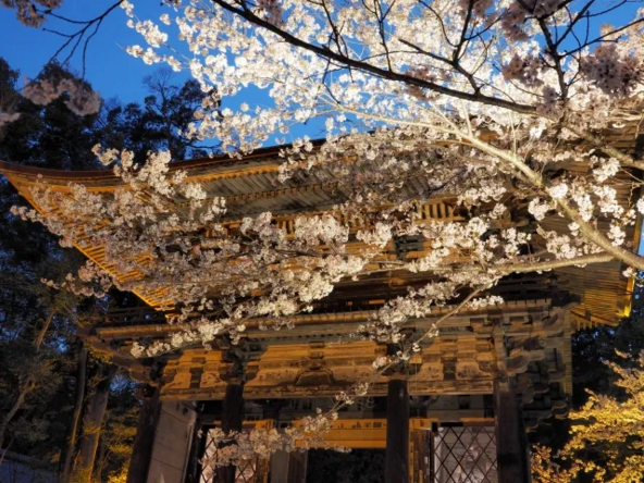 桜の時期の「石山寺」