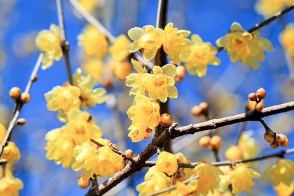 ロウ細工のように透き通る黄色いロウバイ（画像提供：tenjou / PIXTA）※画像はイメージです