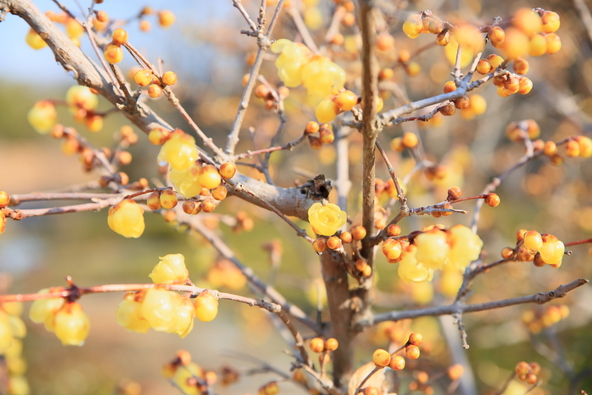 繊細な花の様子や香りを、間近で感じてみましょう（画像提供：サム / PIXTA）