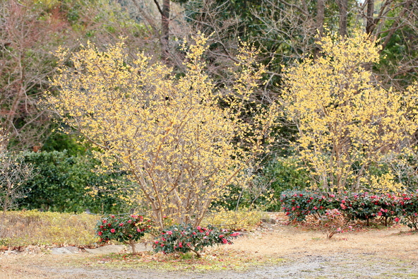 「馬見丘陵公園」に咲くロウバイの花（画像提供：サム / PIXTA）