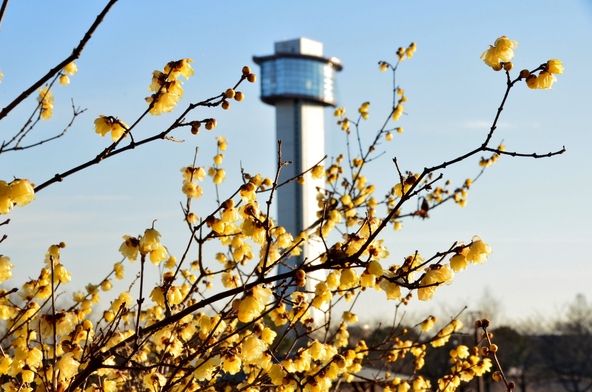 展望タワーを背景にロウバイの写真が撮れます！（画像提供：yu / PIXTA）