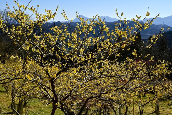 隠れ里のような趣があるロウバイの名所です（画像提供：はすまん / PIXTA）