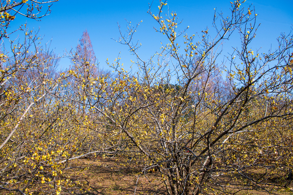 青空とのコントラスト楽しめます（画像提供：hiroshi  / PIXTA）