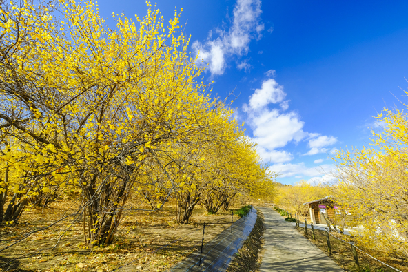 1,200株・1万2,000本ものロウバイが咲き誇る名所です（画像提供：tenjou / PIXTA）