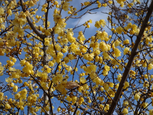 どこか懐かしく厳かな雰囲気の中で鑑賞できる名所（画像提供：むーさん / PIXTA）