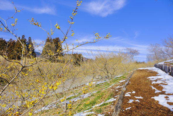 斜面に植えられたロウバイは見る角度によって表情を変えます（画像提供：tenjou / PIXTA）