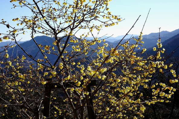 秩父の山並みとともにロウバイを楽しめる「桜山公園」（画像提供：むーさん / PIXTA）