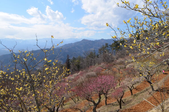 タイミングがあえば梅とロウバイの共演も見られるかも！（画像提供：長瀞町観光協会）