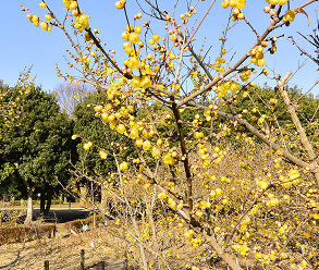 ロウバイが満開時の「忠生公園」