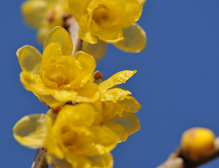 「忠生公園」に咲いていた透明感あふれるロウバイの花