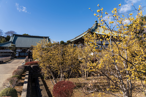 木との距離が近く香りを間近で感じられるのが魅力！（画像提供：Enao-kagari / PIXTA）