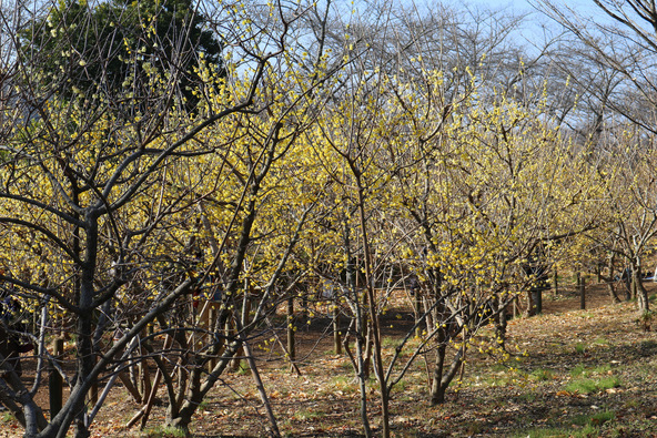 ロウバイの小径がある「府中市郷土の森博物館」（画像提供：hirorin / PIXTA）