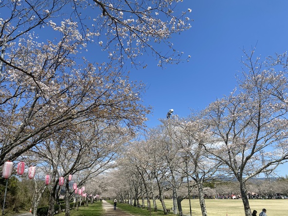 鹿児島の桜の名所　忠元公園　千本桜は圧巻ですよ。