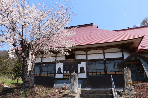 本堂と桜