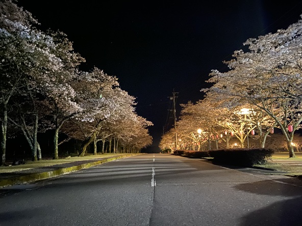 夜桜のライトアップも開催予定