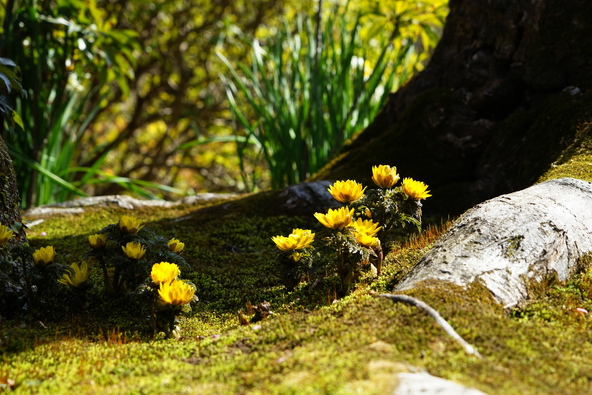 例年2月頃には「福寿草」が可憐に咲く姿も見られます（画像提供：木村　優光 / PIXTA）