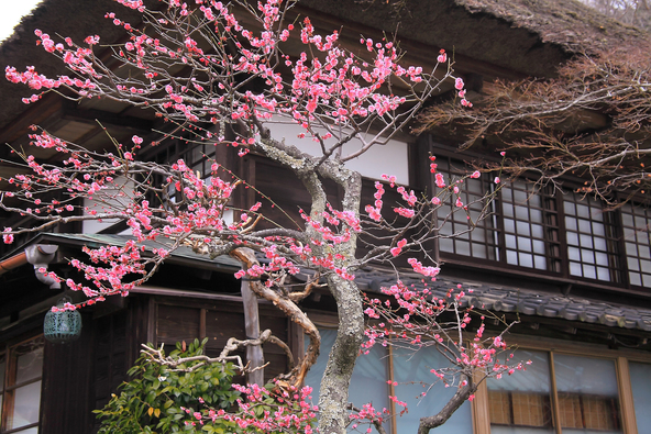 「海蔵寺」境内に咲く紅梅（画像提供：i-flower / PIXTA）
