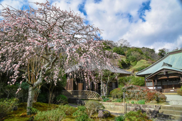 枝垂れ梅が見頃の時期の「海蔵寺」（画像提供：キャトルズ / PIXTA）