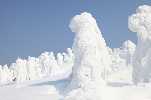 寒さが厳しくなるとともに、徐々に大きくなる樹氷