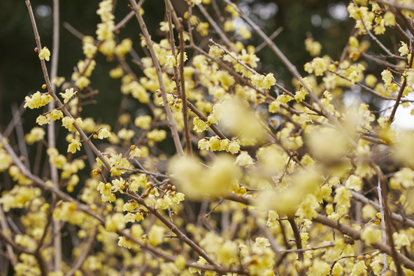 満開時のロウバイ