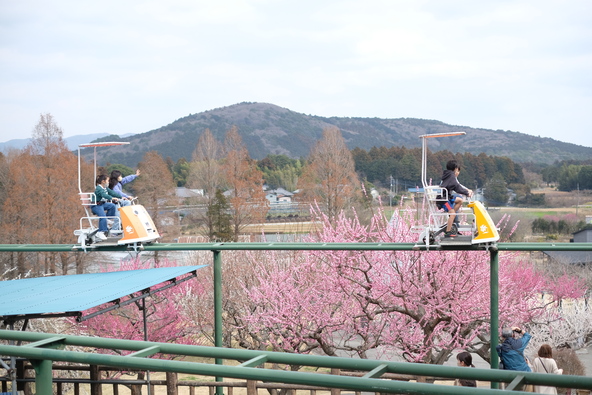 例年2月中旬〜3月中旬には梅の花も見頃になります